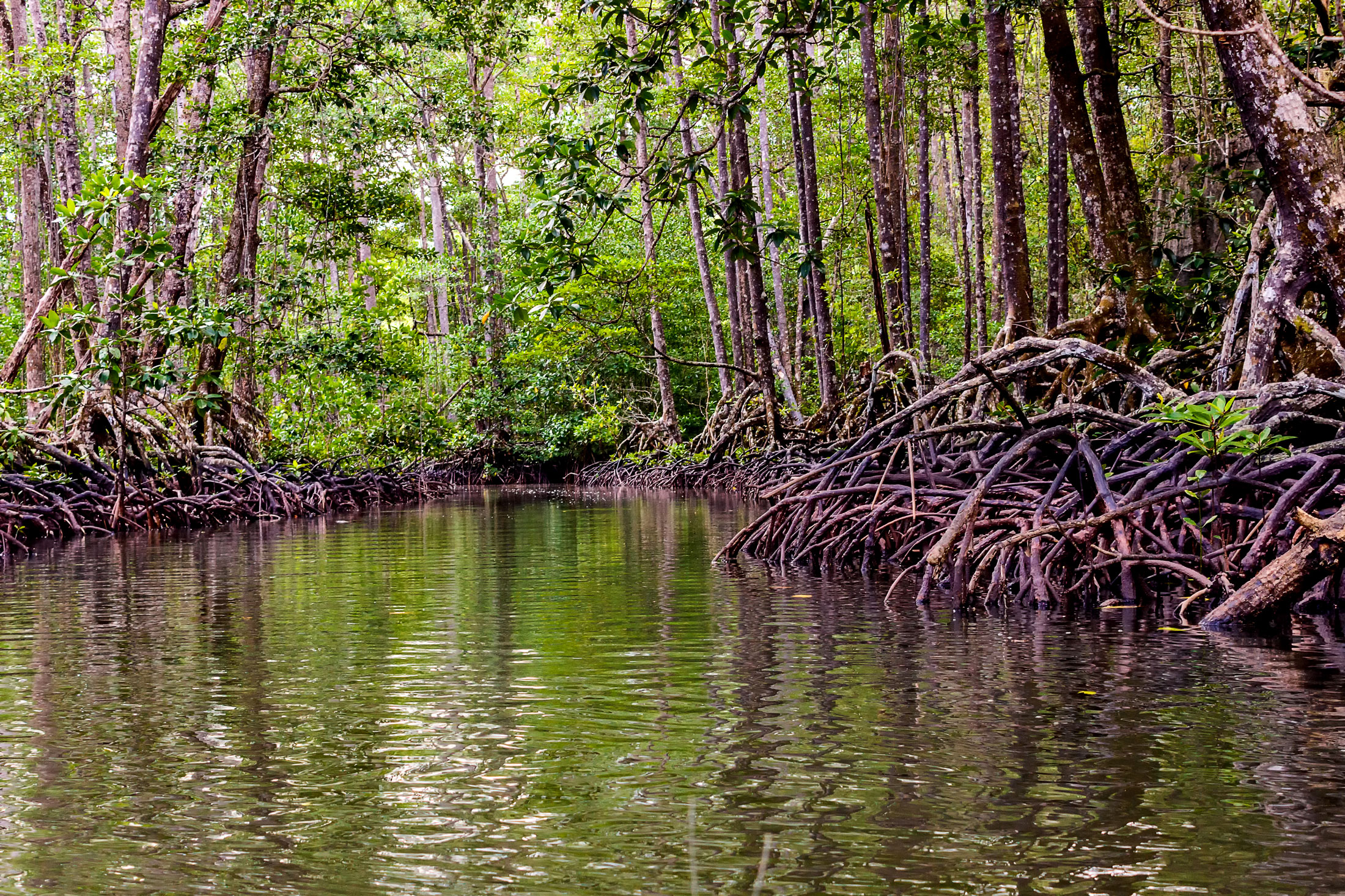 WACC | Forests, fish, and the future: Living with mangroves in Zamboanga  Sibugay