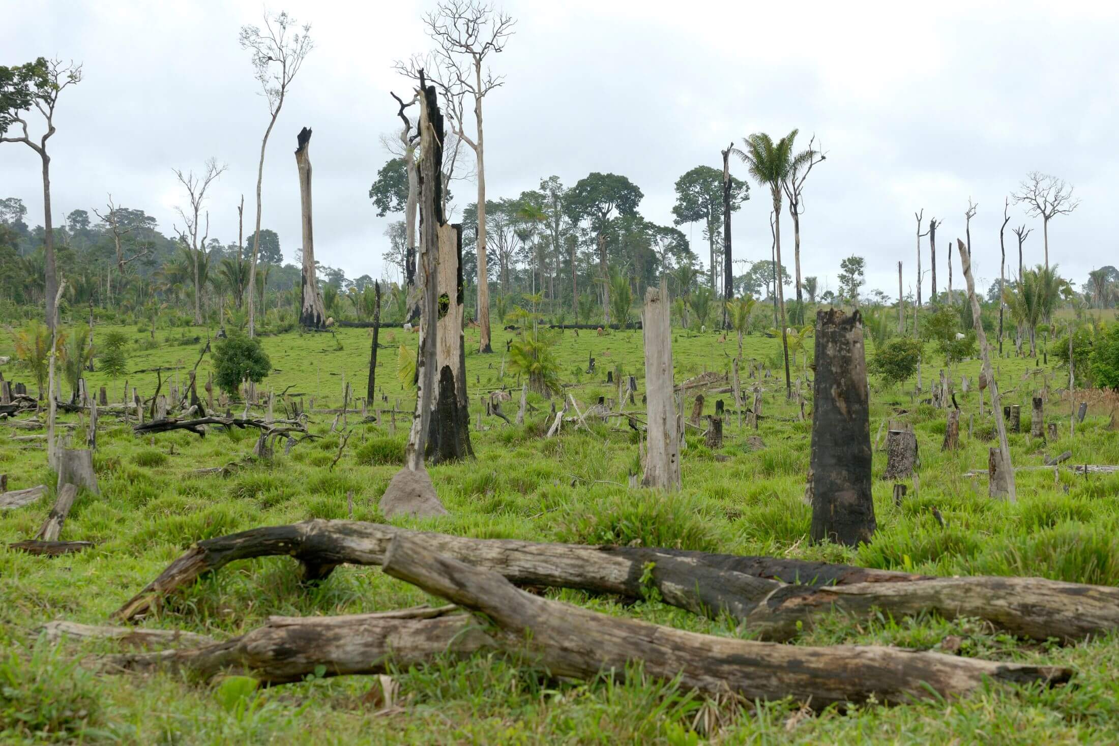 A number of burned tree trunks stand some distance apart amidst sparse vegetation. Several felled trees lie on the ground.